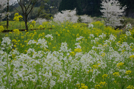 白い菜の花 気ままに